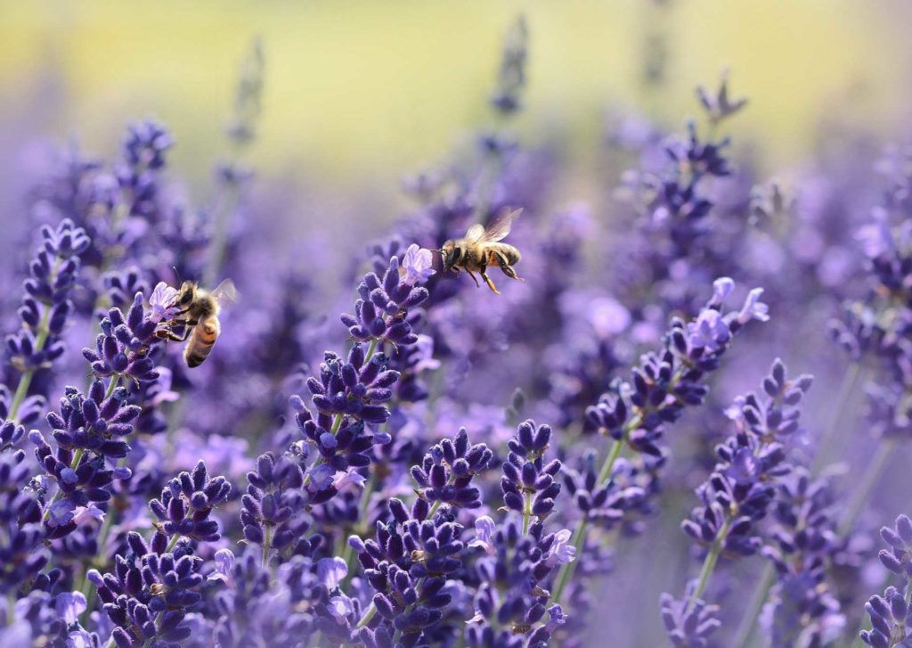 Bienen an Lavendel